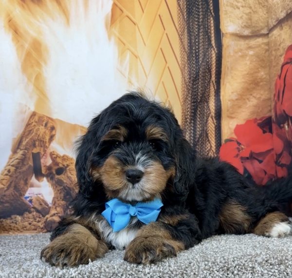 Mr. Einstein the Mini-Bernedoodle - Image 4