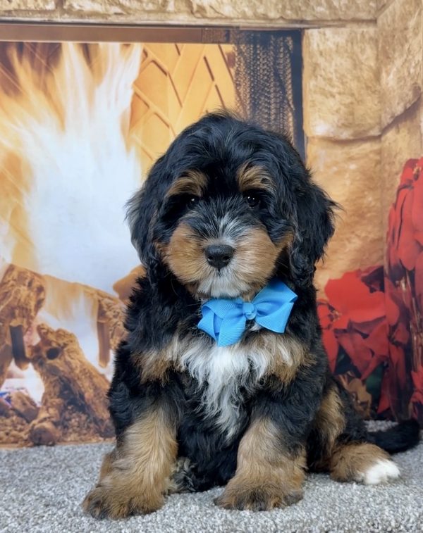 Mr. Einstein the Mini-Bernedoodle - Image 5