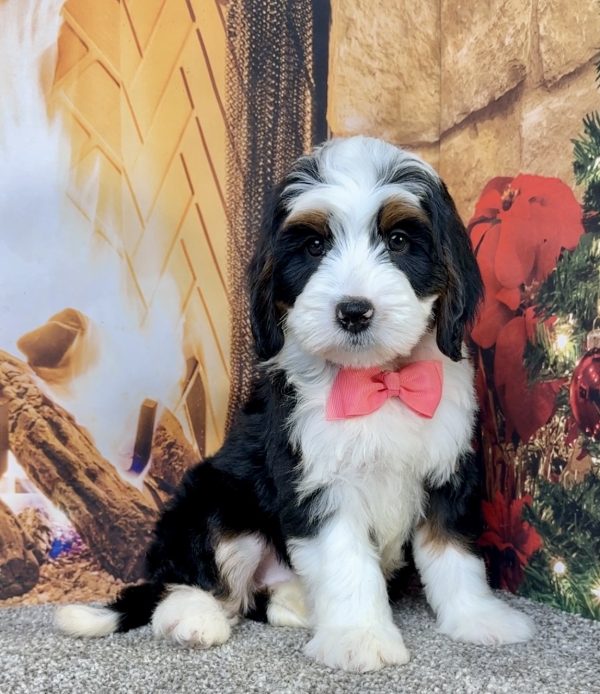 Ms. Eliza the Mini-Bernedoodle - Image 2