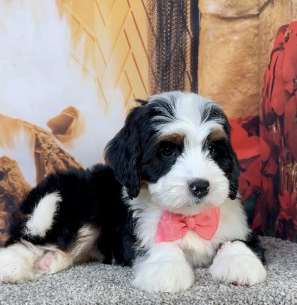 Ms. Eliza the Mini-Bernedoodle - Image 3