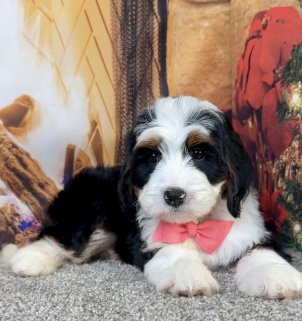 Ms. Eliza the Mini-Bernedoodle - Image 4