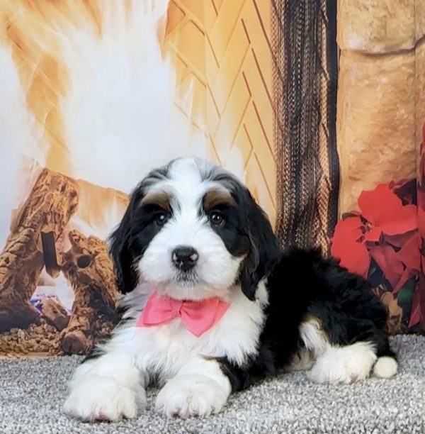 Ms. Eliza the Mini-Bernedoodle - Image 5