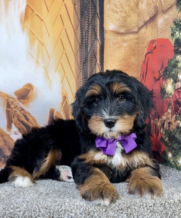 Ms. Eva the Mini-Bernedoodle - Image 2