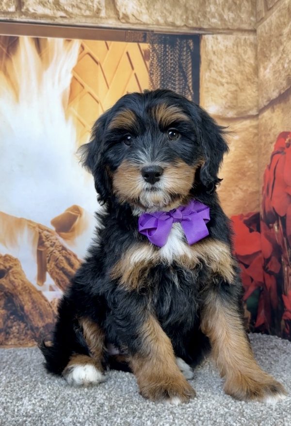 Ms. Eva the Mini-Bernedoodle - Image 3