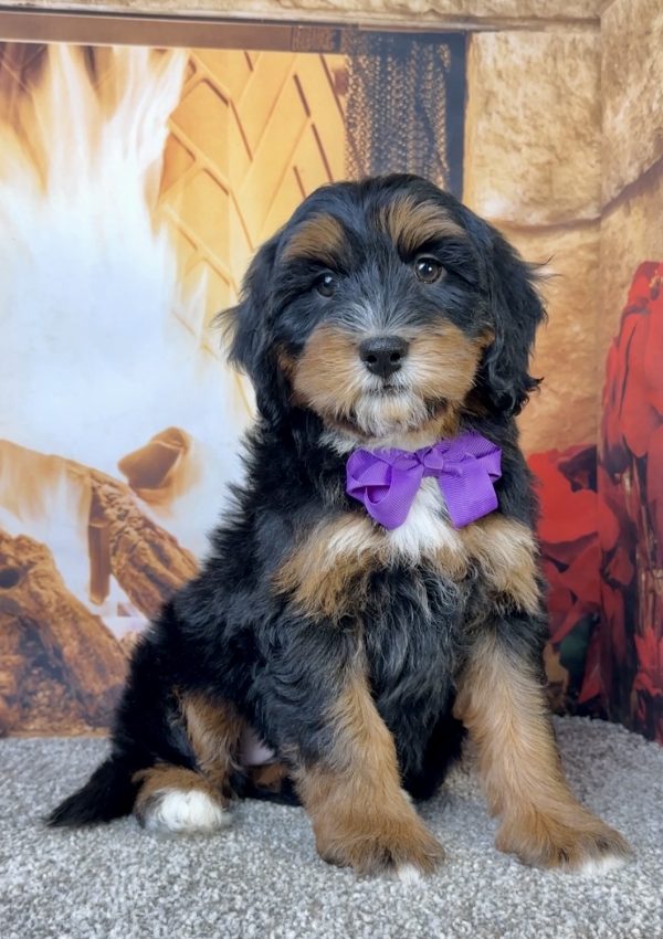 Ms. Eva the Mini-Bernedoodle - Image 4