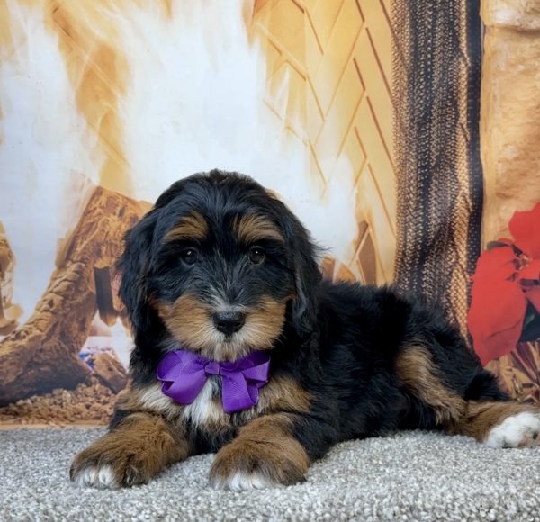 Ms. Eva the Mini-Bernedoodle - Image 5