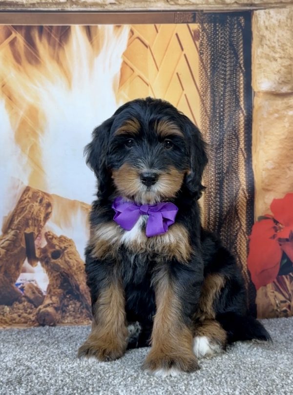 Ms. Eva the Mini-Bernedoodle puppy