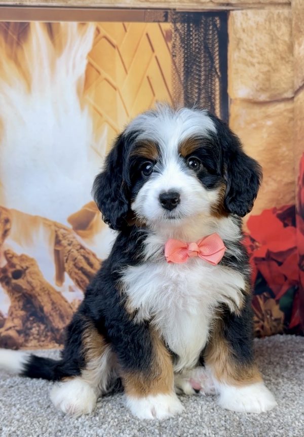 Ms. Ella the Mini-Bernedoodle - Image 2