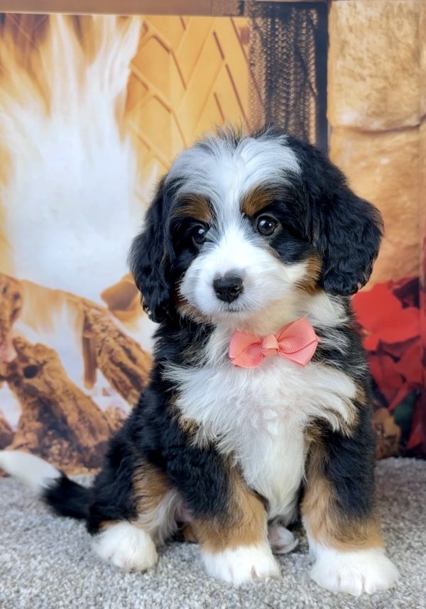 Ms. Ella the Mini-Bernedoodle puppy