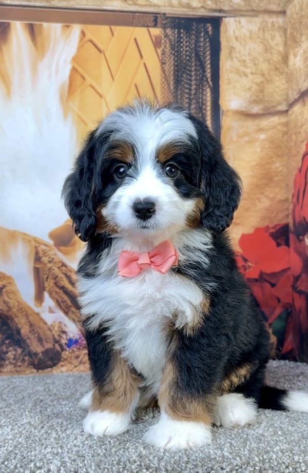 Ms. Ella the Mini-Bernedoodle - Image 3