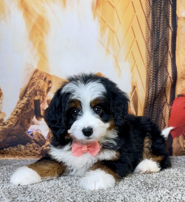 Ms. Ella the Mini-Bernedoodle - Image 4