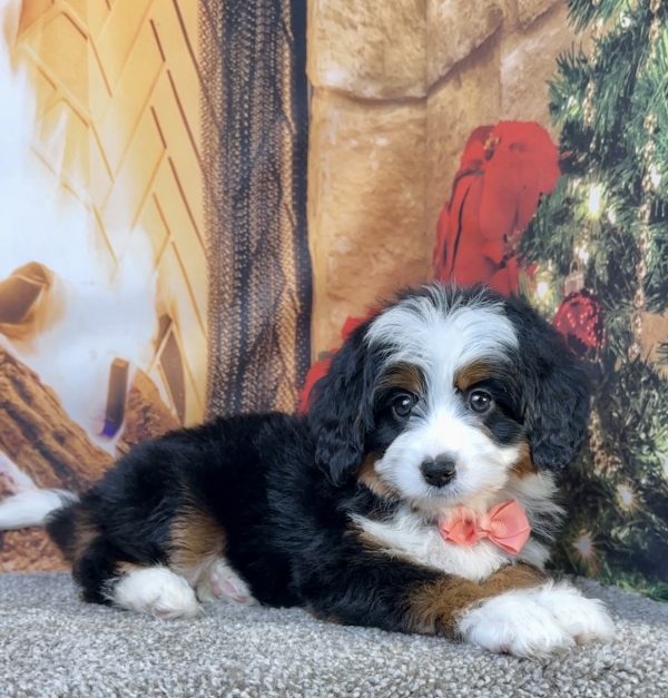 Ms. Ella the Mini-Bernedoodle - Image 5