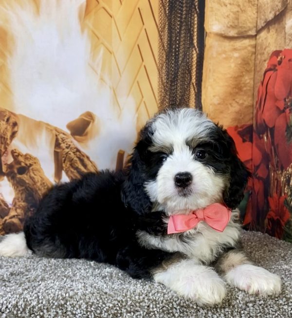 Ms. Candy the Mini-Bernedoodle - Image 2