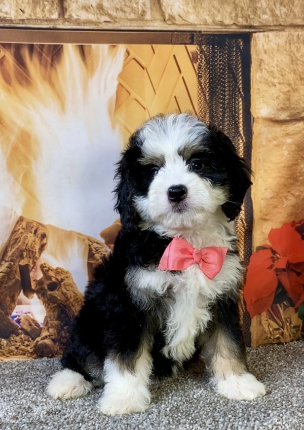 Ms. Candy the Mini-Bernedoodle - Image 3