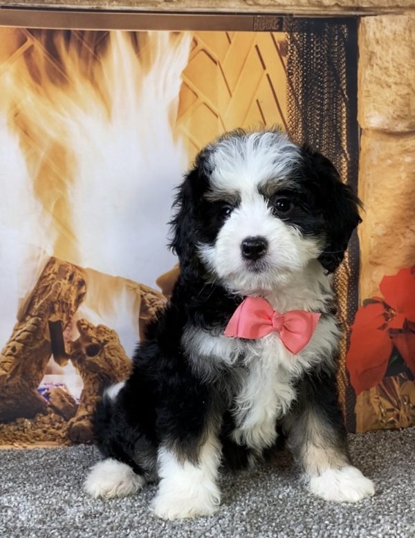 Ms. Candy the Mini-Bernedoodle - Image 4
