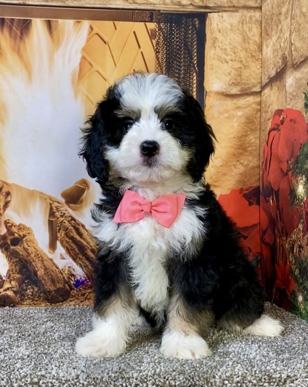 Ms. Candy the  Mini-Bernedoodle puppy