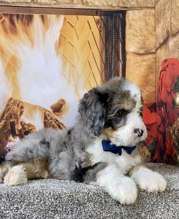 Mr. Cruz the  Mini-Bernedoodle - Image 2