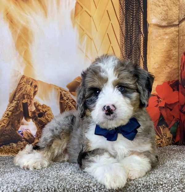 Mr. Cruz the  Mini-Bernedoodle - Image 3