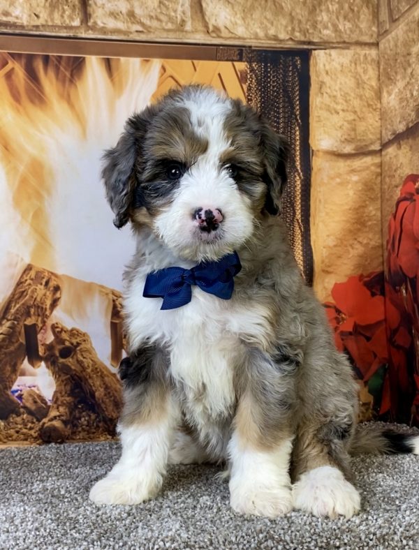 Mr. Cruz the  Mini-Bernedoodle - Image 5