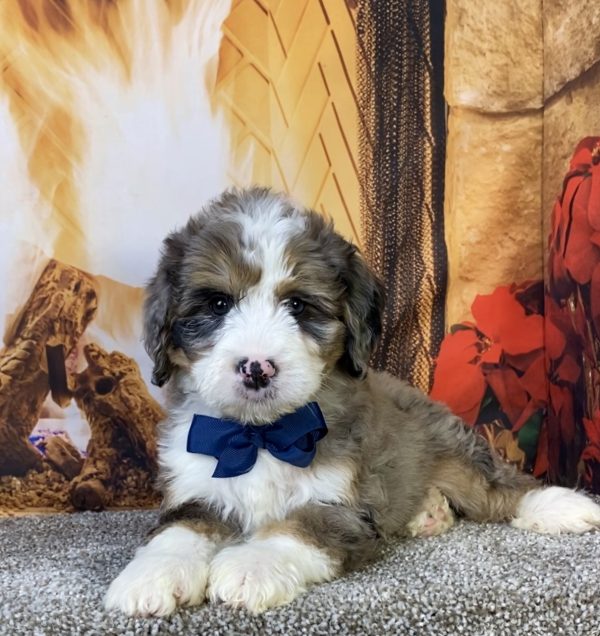 Mr. Cruz the  Mini-Bernedoodle - Image 6