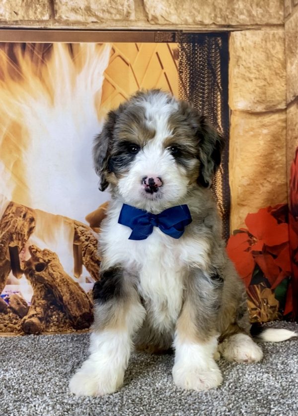 Mr. Cruz the  Mini-Bernedoodle puppy