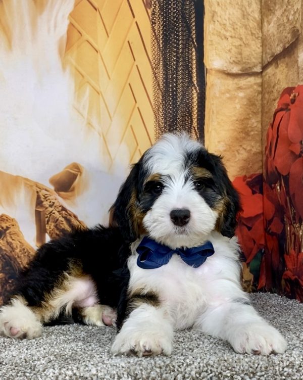 Mr. Aaron the  Mini-Bernedoodle puppy