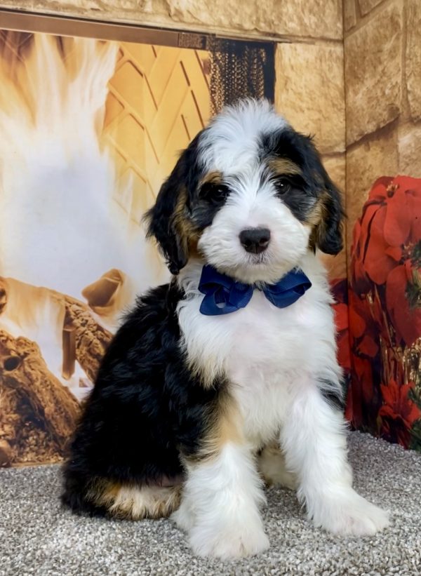 Photo of Mr. Aaron the Mini-Bernedoodle puppy