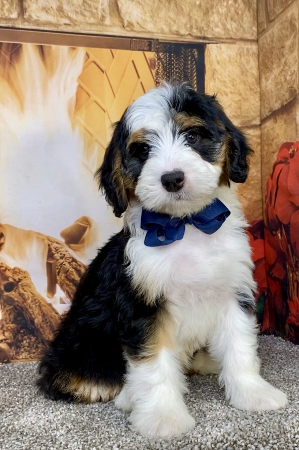 Photo of Mr. Aaron the Mini-Bernedoodle puppy