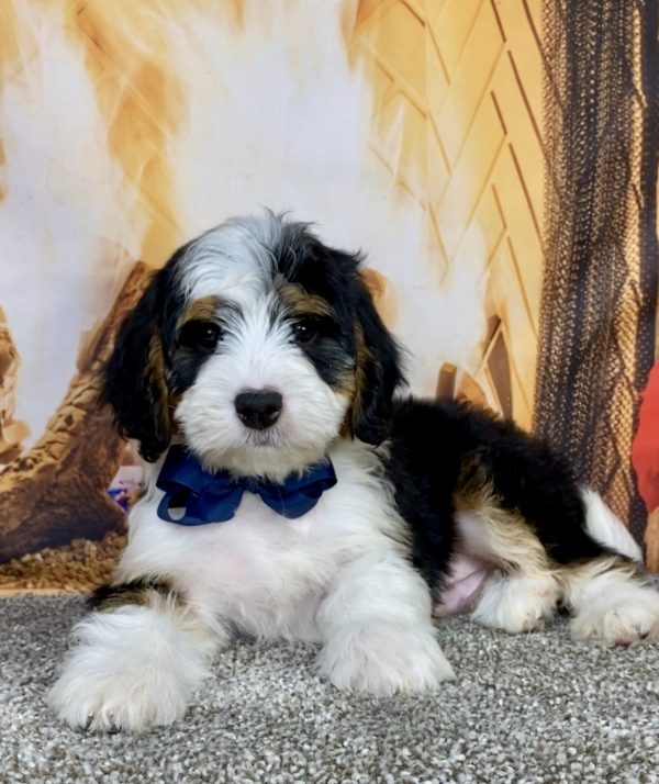 Photo of Mr. Aaron the Mini-Bernedoodle puppy