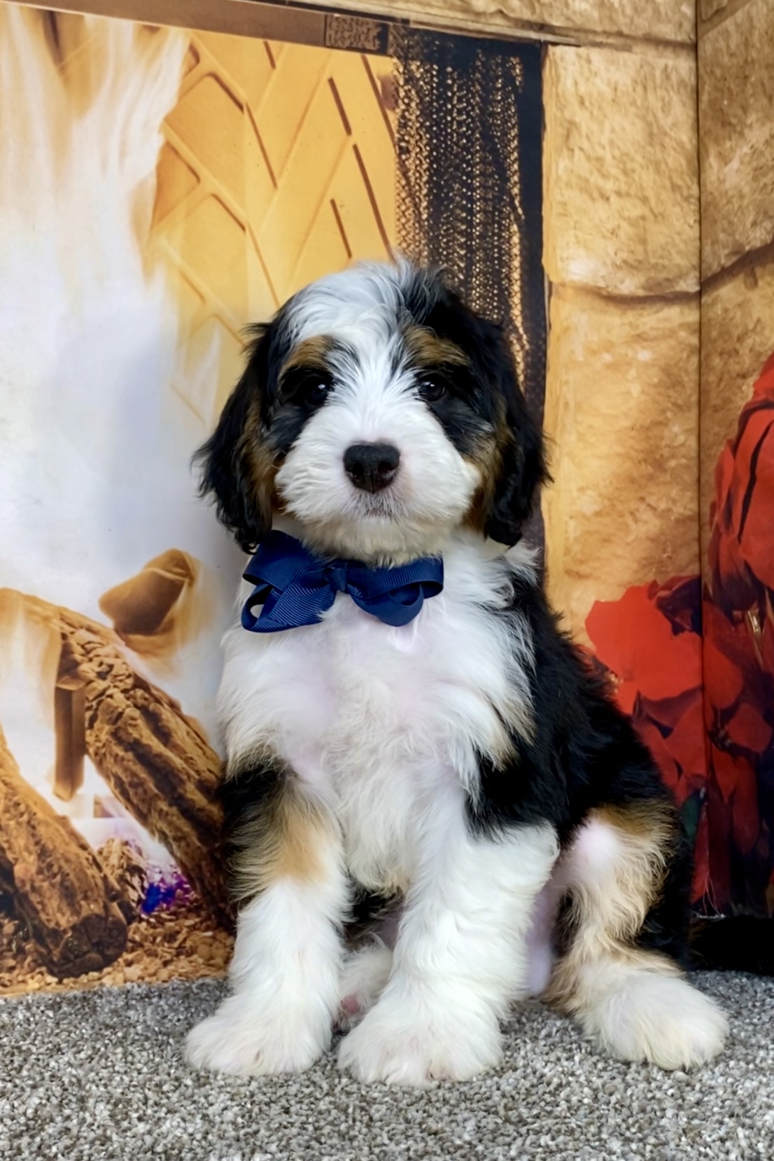 Photo of Mr. Aaron the Mini-Bernedoodle puppy