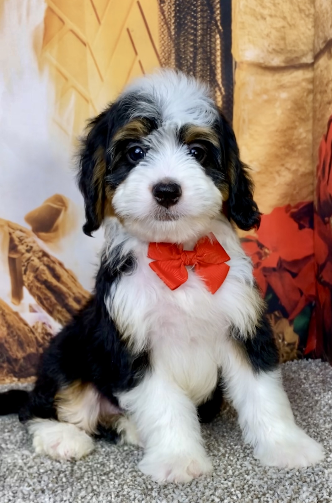 Photo of Mr. Aero the Mini-Bernedoodle puppy