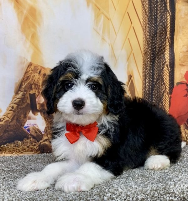 Photo of Mr. Aero the Mini-Bernedoodle puppy
