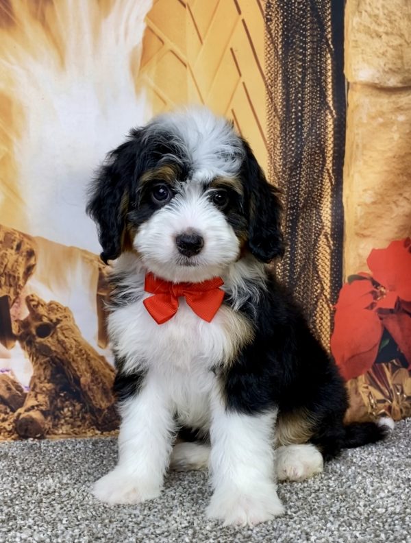 Photo of Mr. Aero the Mini-Bernedoodle puppy