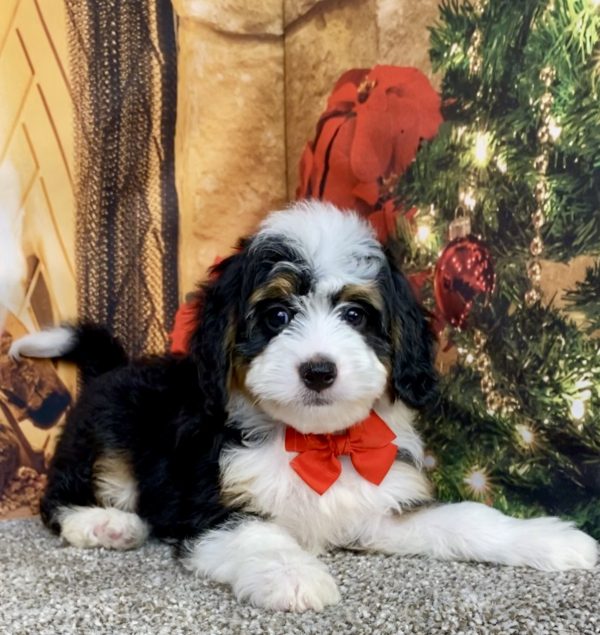 Photo of Mr. Aero the Mini-Bernedoodle puppy