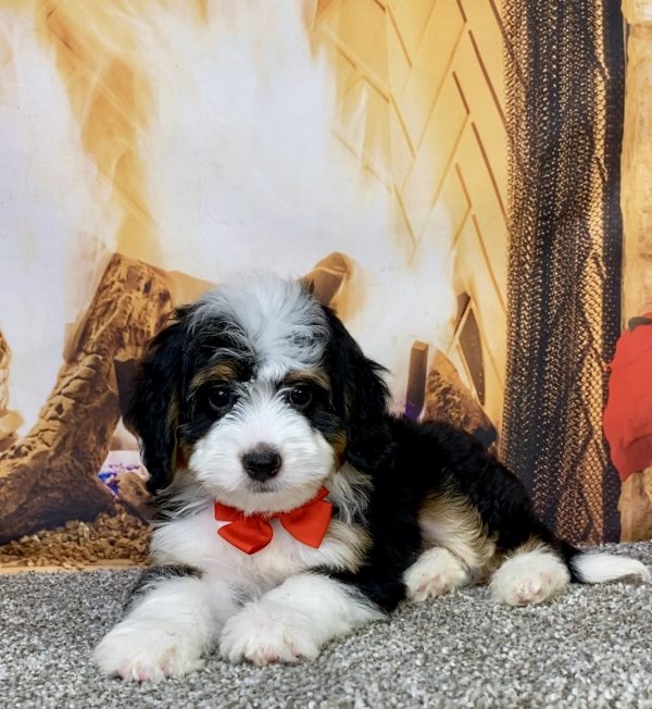 Photo of Mr. Aero the Mini-Bernedoodle puppy