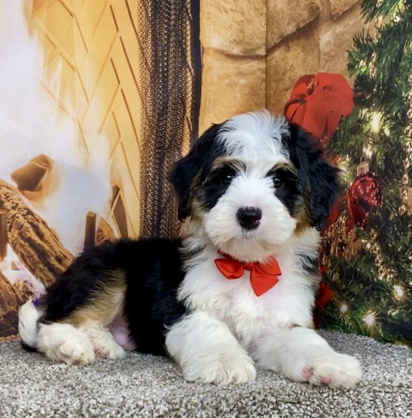 Mr. Alex the  Mini-Bernedoodle puppy
