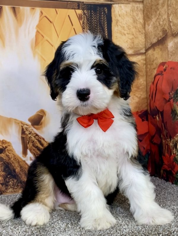 Mr. Alex the  Mini-Bernedoodle puppy