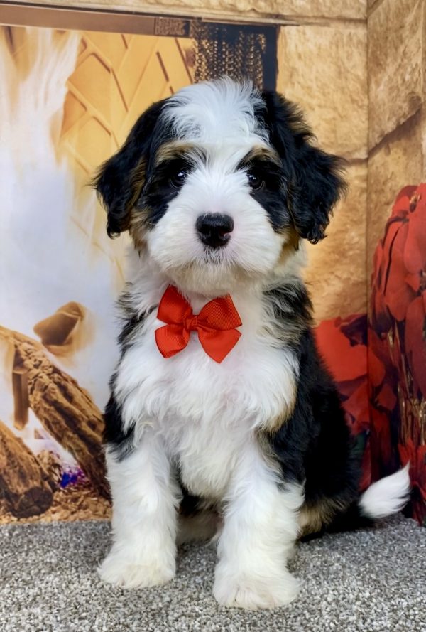 Photo of Mr. Alex the Mini-Bernedoodle puppy