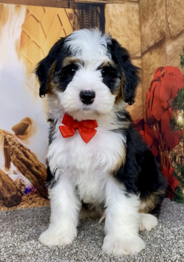 Photo of Mr. Alex the Mini-Bernedoodle puppy