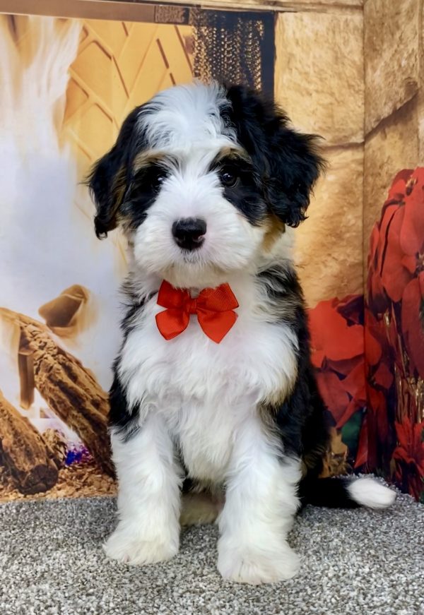 Photo of Mr. Alex the Mini-Bernedoodle puppy