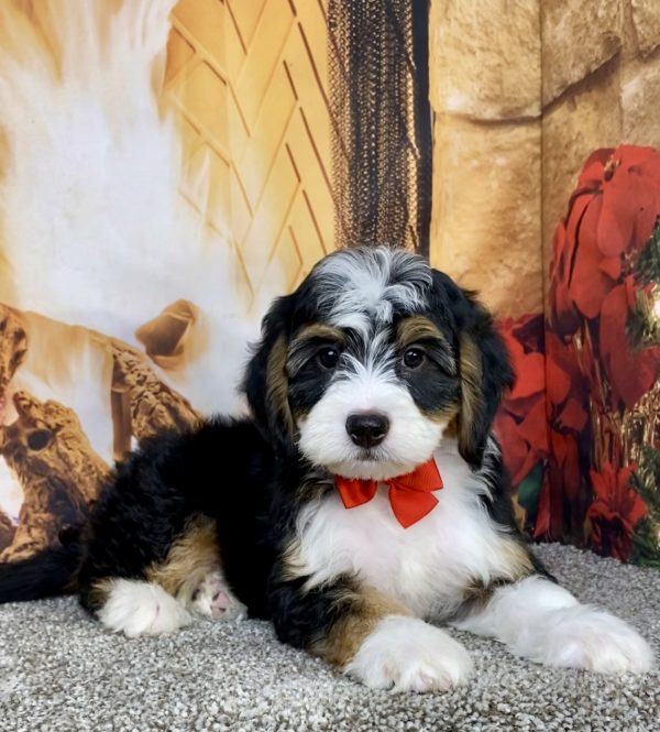 Mr. Austin the  Mini-Bernedoodle puppy