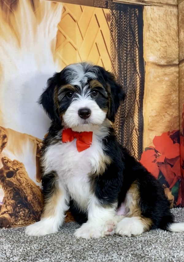 Mr. Austin the  Mini-Bernedoodle puppy