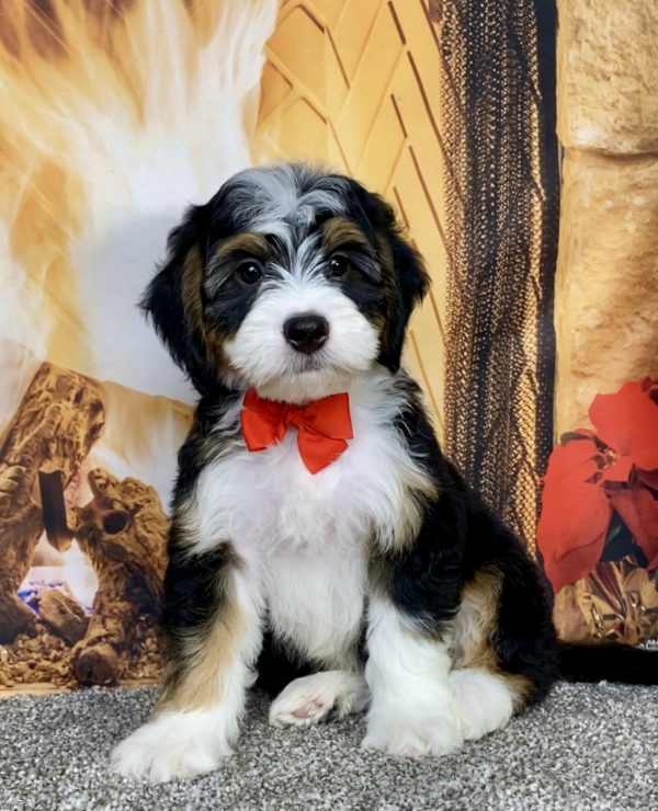 Photo of Mr. Austin the Mini-Bernedoodle puppy
