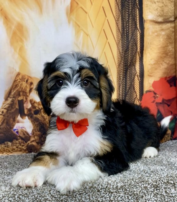 Photo of Mr. Austin the Mini-Bernedoodle puppy