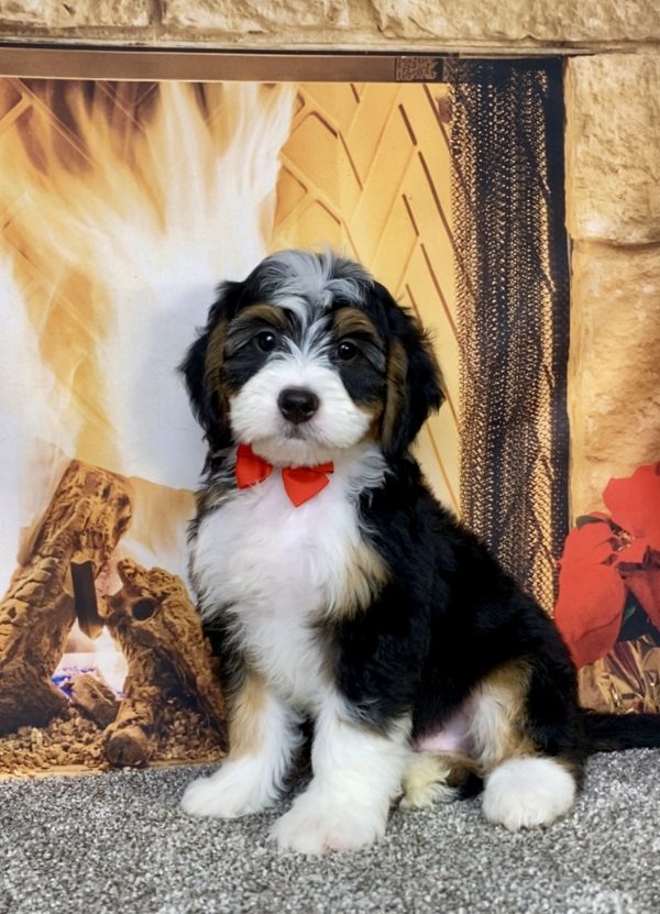 Photo of Mr. Austin the Mini-Bernedoodle puppy