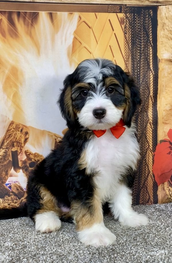 Photo of Mr. Austin the Mini-Bernedoodle puppy