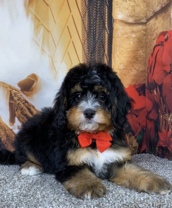 Mr. Baxter the  Mini-Bernedoodle puppy