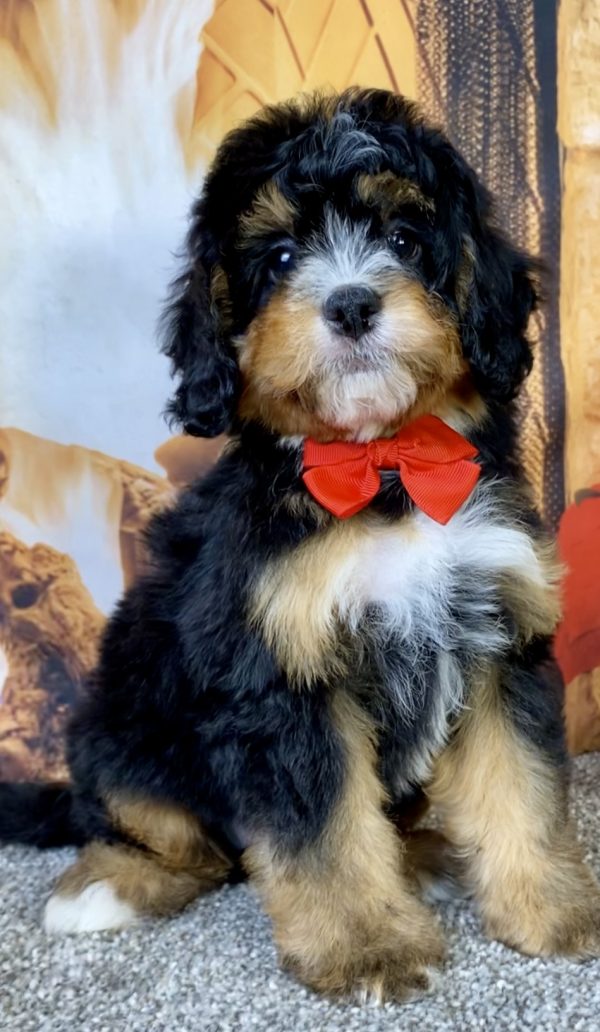 Photo of Mr. Baxter the Mini-Bernedoodle puppy