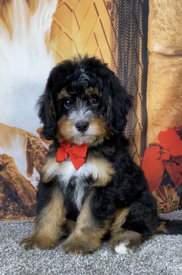Photo of Mr. Baxter the Mini-Bernedoodle puppy