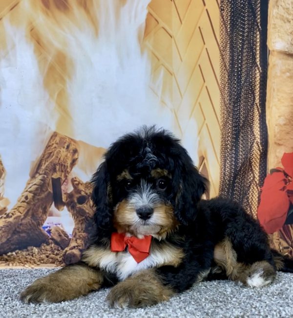 Photo of Mr. Baxter the Mini-Bernedoodle puppy